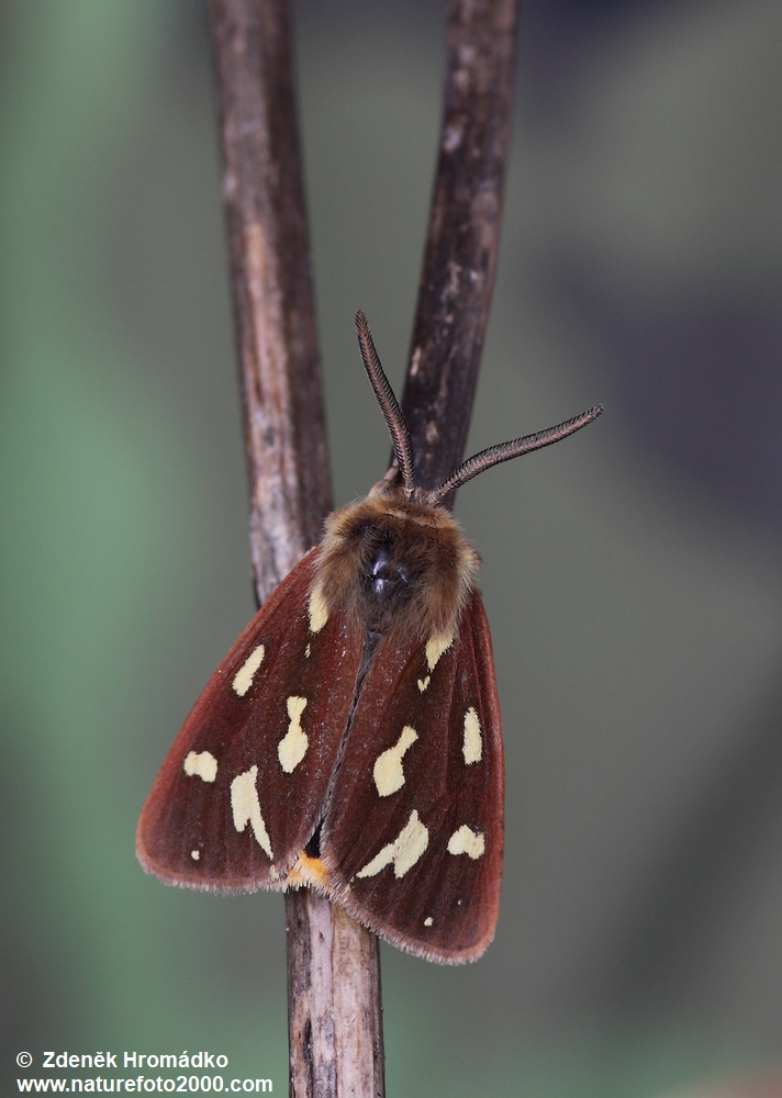 Brown Tiger Moth, Hyphoraia aulica (Linnaeus, 1758) (Butterflies, Lepidoptera)